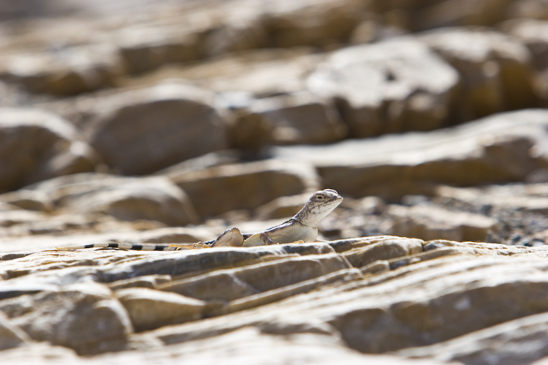 Zebra-Tailed Lizard